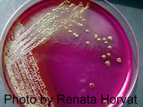 Coliform bacteria